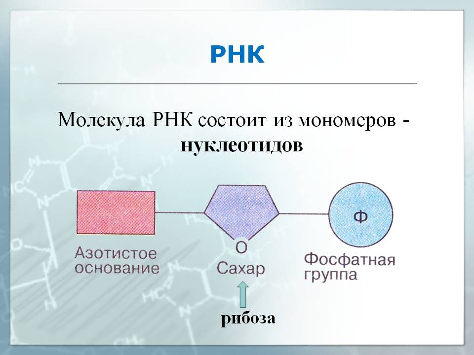 Назовите мономер изображенный. Схема строения мономера РНК. Схема строения нуклеотида РНК. Строение нуклеотида молекулы РНК. Нарисуйте схему строения РНК.